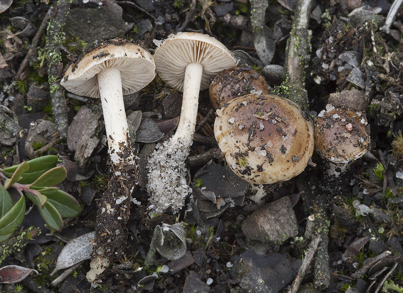 Hebeloma cylindrosporum